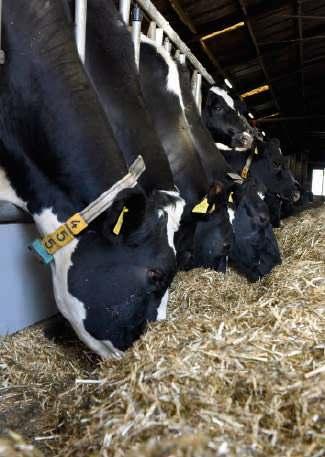 P-behoefte koe kennen en daarnaar voeren Aanvoer van fosfor wordt dé beperkende factor voor de melkproductie op het melkveebedrijf.