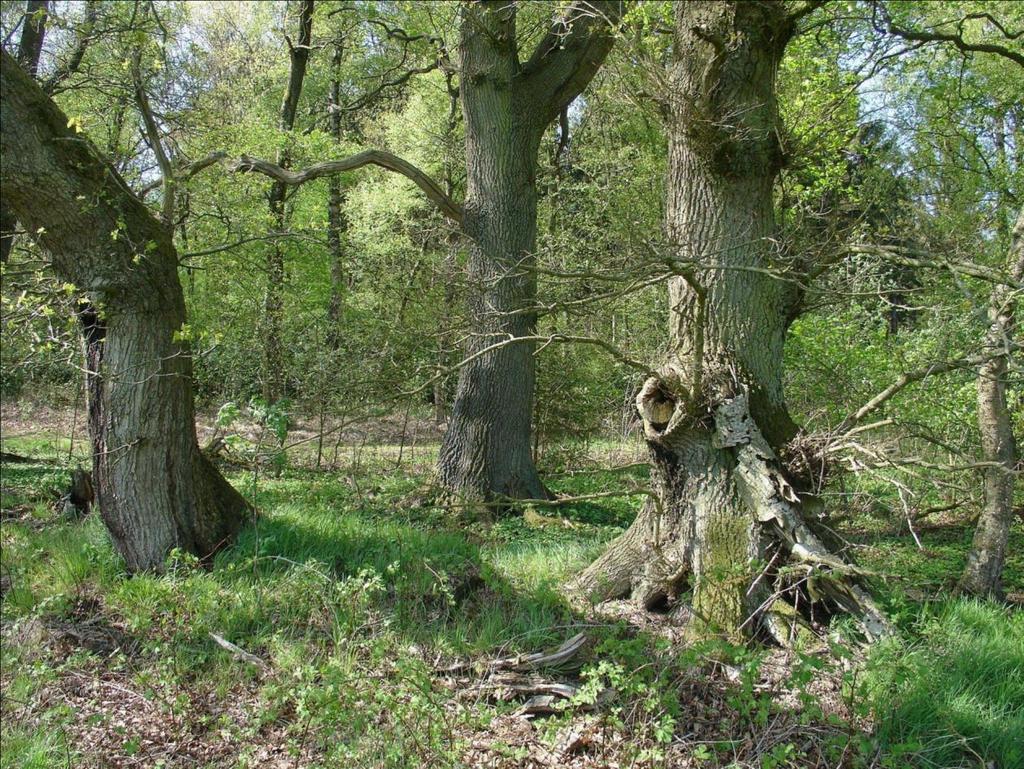 Uitwerking te ondernemen (bouwstenen) maatregelen en resultaat Het aandeel uitheemse boom- en struiksoorten wordt teruggebracht in de kroonlaag.