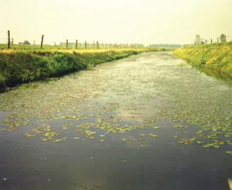 soorten 30 Riet 100 Drijvend fonteinkruid