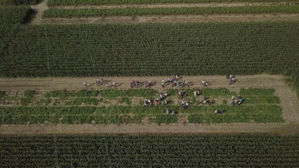 Dubbel-gestapelde Phytophthora resistente hybriden in