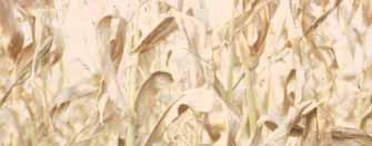 Nachtvorstschade 9.6 Gebreksverschijnselen Stikstofgebrek in maïs is te herkennen aan gele onderste (oudste) bladeren.