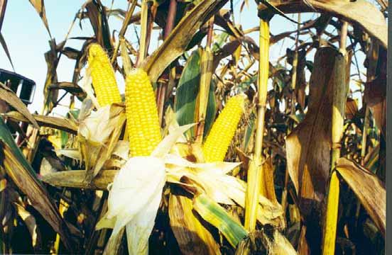 Maïs is een goede zetmeelbron Celwandverteerbaarheid De celwanden bestaan voornamelijk uit hemicellulose, cellulose en lignine.