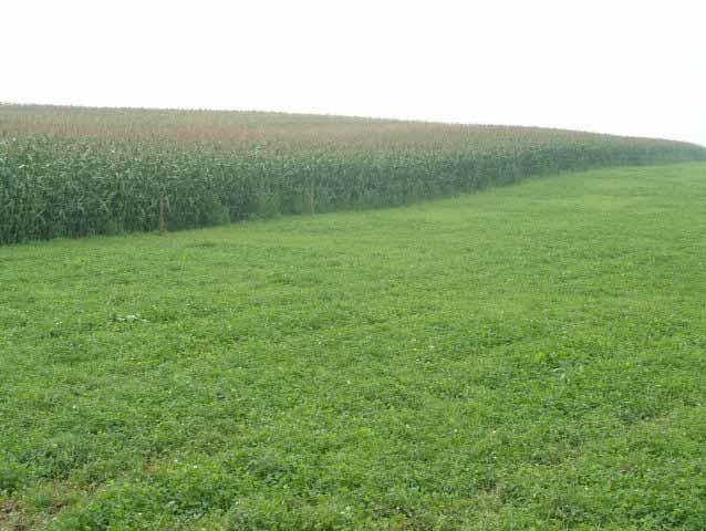 Maïs afwisselen met gras is goed voor de bodem Wisselbouw Op melkveehouderijbedrijven komt het afwisselen van maïs met andere gewassen vaak neer op wisselbouw van maïs en gras.