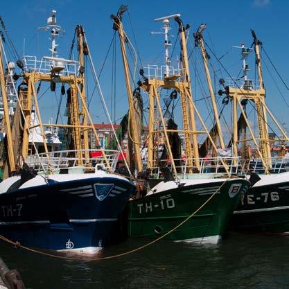 Q&A Europese aanlandplicht visserij Nathalie Steins, Marloes Kraan, Ruben Verkempynck, Pieke Molenaar en Adriaan Rijnsdorp Tussen 2015 en 2019 wordt in het Europese Visserijbeleid gefaseerd een
