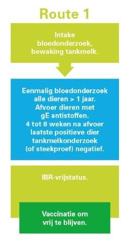 IBR vrij certificaat 1. Reeds vrij dan verandert er niets 2. Alle dieren > 1 jaar bloed 3.