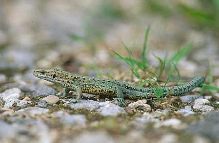 Merelbeke wil 80 bestaande poelen op zijn grondgebied herwaarderen en 30 nieuwe creëren. Uit onderzoek op het terrein blijkt dat Merelbeke vooral voor salamanders een zeer waardevol gebied is.