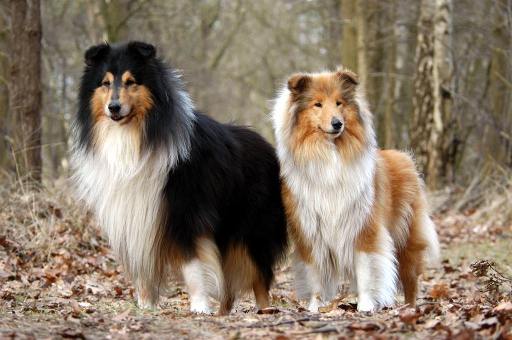 Lassie wandel middag De Lassie honden en hun baasje, van vereniging Schotse Herder Vrienden, komen naar de Kasteelhof toe.