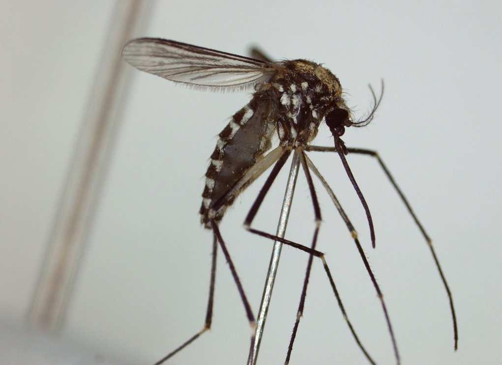 BEDREIGINGEN VOOR DE BIODIVERSITEIT EN DE GEZONDHEID VAN MENS EN DIER onderzocht werd op muggeneitjes.