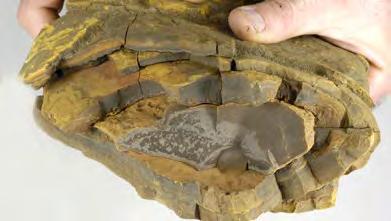 Klapperstenen kunnen worden gevonden in oude rivierbeddingen die als laag in de stuwwal opgestuwd zijn en aan het oppervlak zijn komen te liggen.