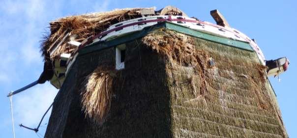 10 Rietdekwerk Van de kap moet alle riet worden vernieuwd. Het dekken van molens is veel moeilijker dan van boerderijen en woonhuizen.