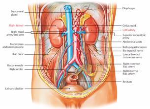 Anatomie van de nier De nier is omgeven met een stevige fibreuse laag, het nierkapsel Perinefrisch vet Fascia Van Gerota Paranefrisch vet Het nierparenchym bestaat uit 2 delen: de niercortex de