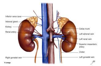 Anatomie van de nier Bloedvoorziening naar de nieren 20% van de cardiac output Arteria renalis, origine direct van de aorta Vena renalis, draineert direct in de vena cava Lymfedrainage Bezenuwing