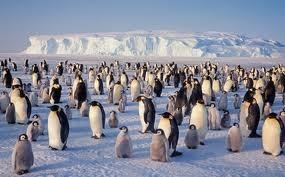 3. De Zuidpool De keizerspinguin Op de Zuidpool komen diverse soorten pinguins voor, waarvan de keizerspinguin de grootste soort is.