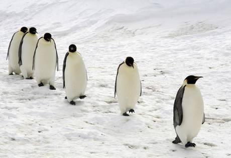 De mannetjes broeden eerst door het ei tussen een huidplooi tussen de poten te houden. De pinguins staan dicht bijelkaar om zo de ijskoude poolstormen te trotseren.