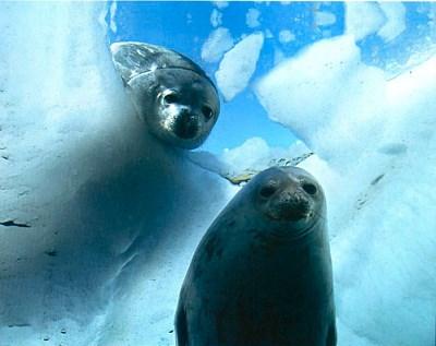 De Weddellzeehond De Weddellzeehond is de meest voorkomende