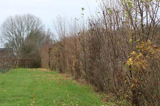 linksboven), grasland op de kopse kant van de fruitbomen direct ten noorden van de windsingel aan de noordzijde van de Linge (foto rechtsboven) en de