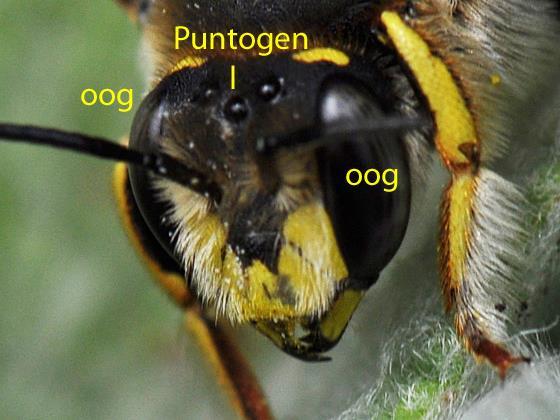 Bijen hebben smalle ogen; aan de bovenkant staan de ogen ver uit elkaar.