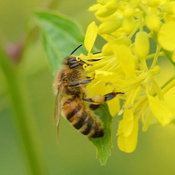 Het verschil tussen drachtplanten en bijenplanten Drachtplanten is een term uit de bijenhouderij.