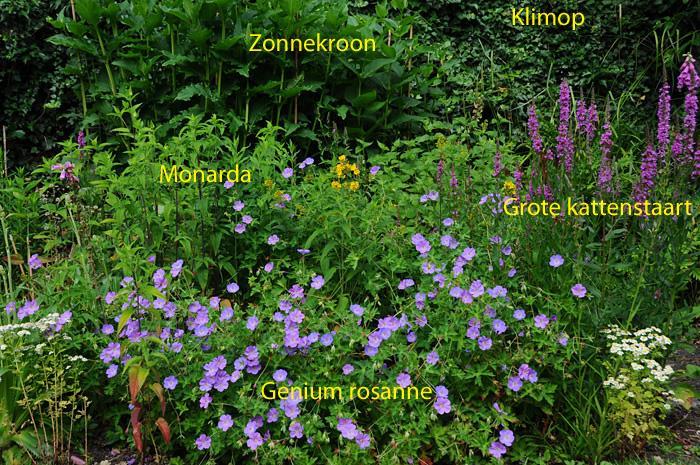 Geranium rozanne is een nectarplant trekt uitsluitend wilde bijen aan in combinatie met stuifmeel leverende bijenplanten.