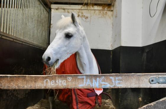 Pagina 2 Ook de paarden hebben soms behoefte aan rust na alle gezelligheid en drukte op stal. Daarom is stal Agnes vanaf heden op zaterdagmiddag om 16 uur gesloten.