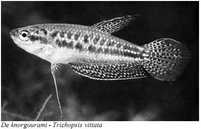Aqua Spiegel ondergeschikte rol. Slechts in uitzonderingsgevallen, bij de knorgoerami (Trichopsis vittata) bijvoorbeeld, kan men een kreetje van zijn pleegkinderen waarnemen.