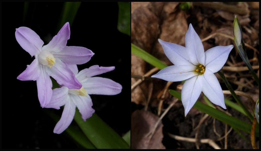 Deze bloemen hebben toepasselijke namen: vroege sterhyacint (links) en voorjaarsster. De vroege sterhyacint is vooral bekend als stinzenplant.