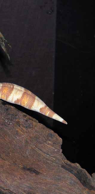 de onderzijde van de staart kan wat zwart gekleurde spikkels vertonen. Vlak voor het vervellen lijkt het vaak of de lichaamskleur van de gekko s een wat doffere indruk maakt.