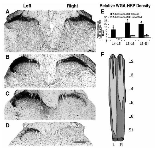 Maximal effect in rats: 6-9 days (Anand & Scalzo 2000) No effect in rats: 14 days (Ruda et al.