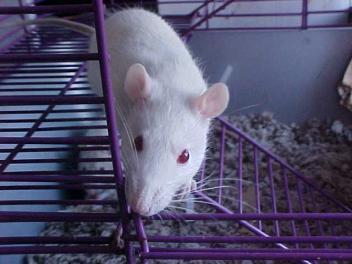 Mind numbing: Anesthesia in baby rats stunts brain development.
