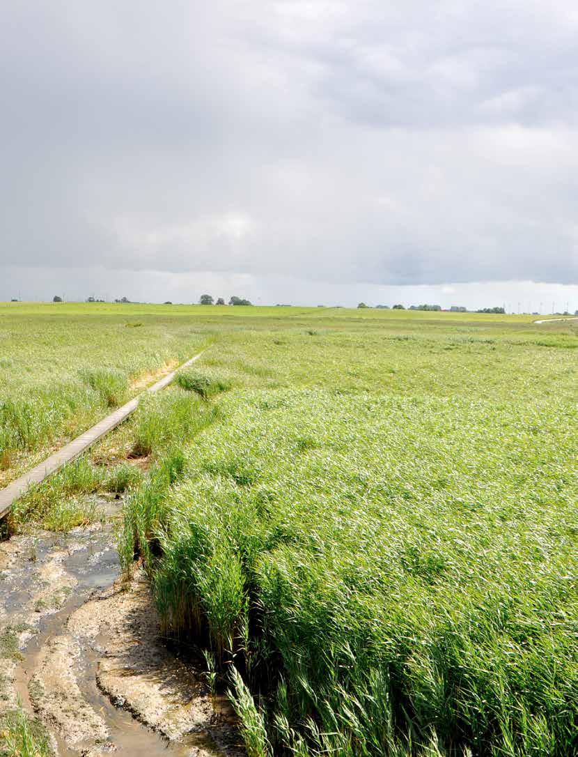 Bijlage 1 Rijkswaterstaat Noord-Nederland heeft in het najaar van 2013 de effecten van de verschillende maatregelen voor verbetering van het Eems-estuarium verkend met een modelstudie.