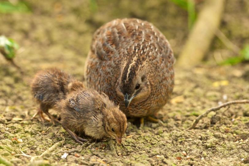 Er worden meestal 7 tot 12 eieren gelegd. De broedduur bedraagt 21 dagen. Eenmaal uitgekomen verzamelen de nest vliedende kuikens zich in familiegroepen.