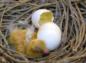 Wanneer een jong uit het ei komt is het nauwelijks groter dan een duim en weegt het ongeveer 20 gram.