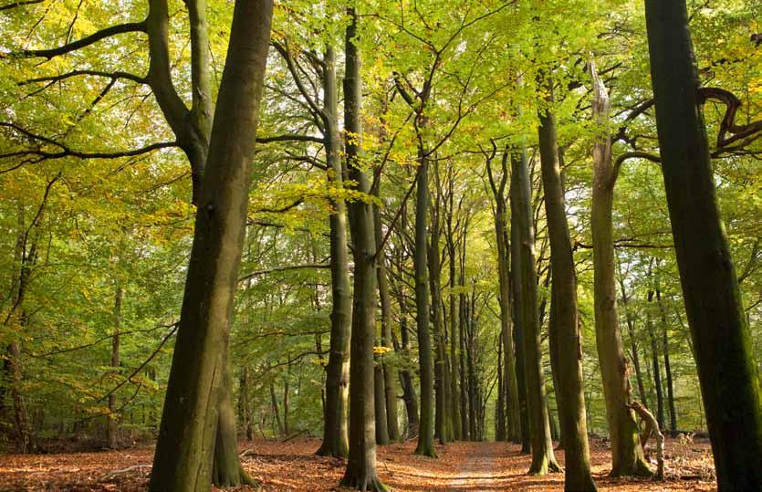 Het Nederlandse bos in cijfers Resultaten van de 6e Nederlandse Bosinventarisatie Mart-Jan Schelhaas en Sandra Clerkx (Alterra) In 2012 is begonnen met de metingen van de 6e Nederlandse