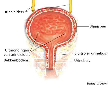 Indeling Frequent voorkomende vormen Urge incontinentie Stress incontinentie Gemengde incontinentie