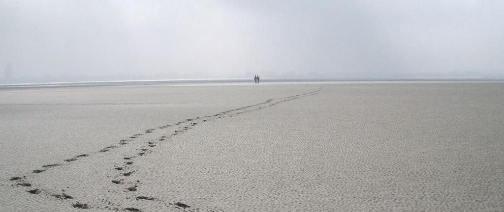 HET MACROBENTHOS VAN DE SLIKKEN VAN