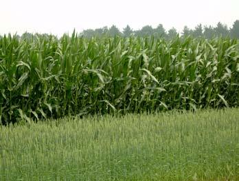 In het mengsel zomertarwe met zonnebloemen was sprake van een vergelijkbare situatie: ook de rij vlak naast de mais was redelijk goed ontwikkeld (ca.