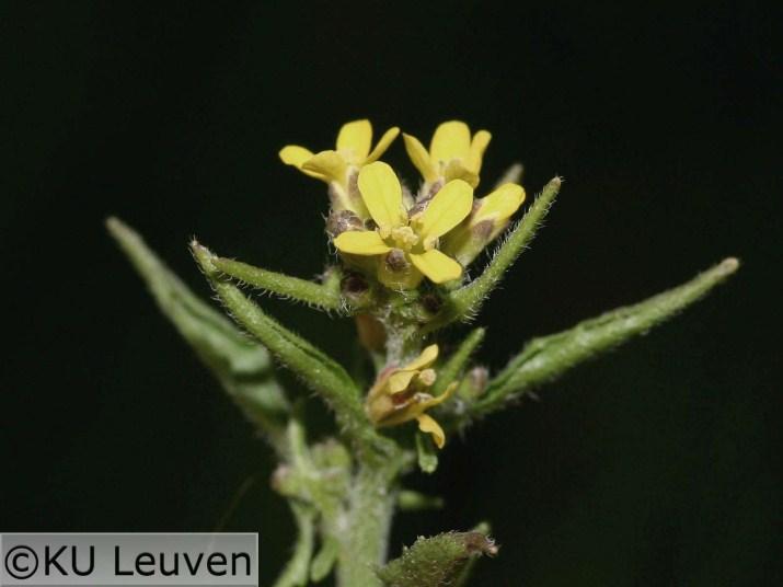 Gewoon varkensgras 13 Het varkensgras is een 5 tot 100 cm brede, éénjarige plant met meestal