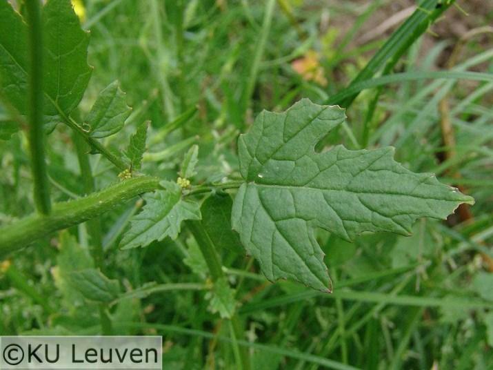 boerenkool en bloemkool. Hondsdraf 19 Hondsdraf heeft liggende stengels, de bloemstengels richten zich meestal op.