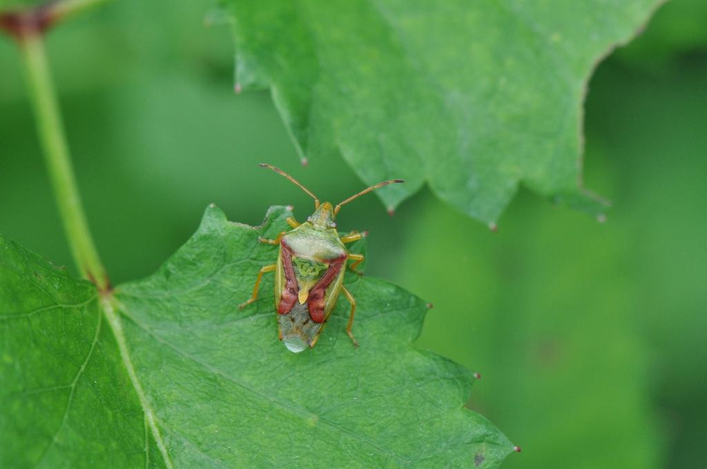 Hierbij vertrouwen ze vooral op hun gezichtsvermogen, dat beter is dan bij andere spinnen. Er zijn vele wolfspinsoorten die op elkaar lijken. Lengte: 5,5-8 mm.