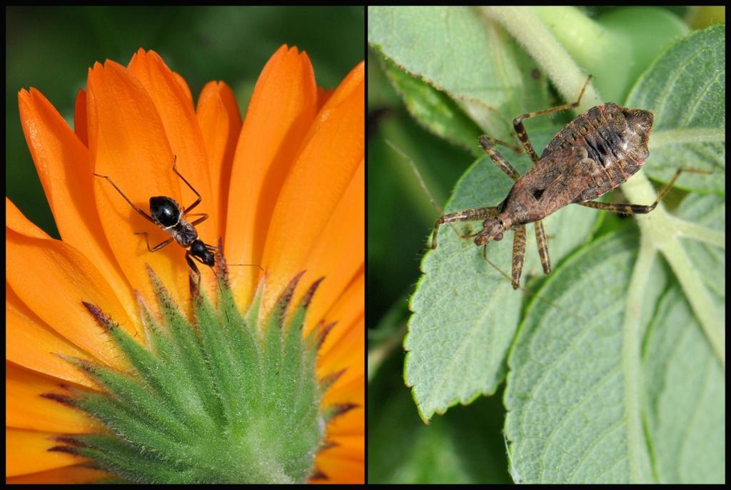 Van juli tot september bloeit de scharnierbloem met roze, rozerode of witte bloemen in een aarvorm. Ik zag meerdere nimfen van de miersikkelwants (Himacerus mirmicoides).