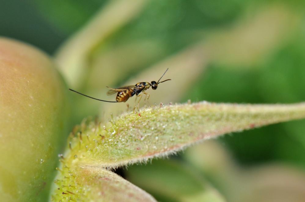 Bronswespen zijn kleine sluipwespen, waaronder de kleinste Nederlandse insecten, met een lengte van slechts een halve millimeter tot enkele millimeters.