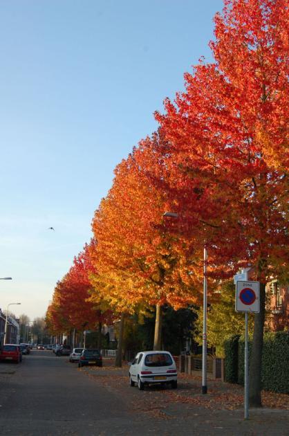 MATERIALISERING bomen a Liquidambar styraciflua