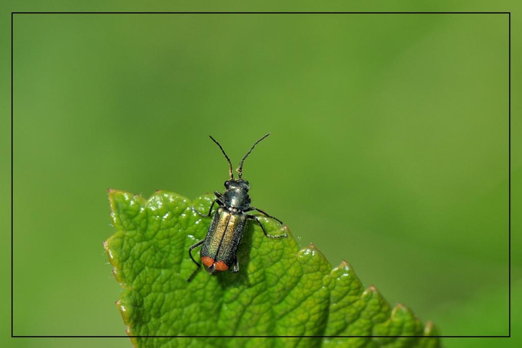 De roodtip basterdweekschildkever komt voor op bloemen in de tuin. Hij jaagt daar op andere insecten, maar knabbelt ook graag aan stuifmeel.