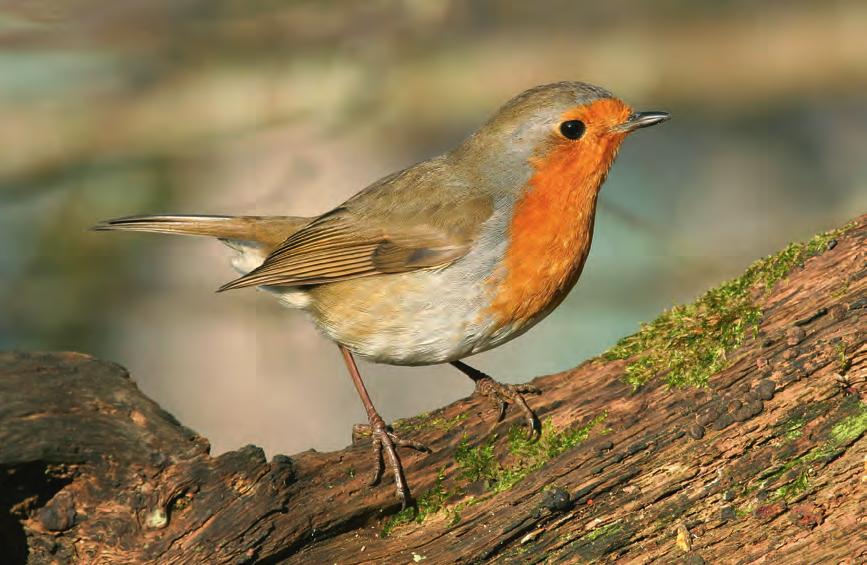 vogels determineren Verschillende verenkleden Mannetje en vrouwtje kunnen precies hetzelfde verenkleed dragen, zoals bij de roodborst, de putter, de zanglijster, de kraaien, de wouwen, enz.