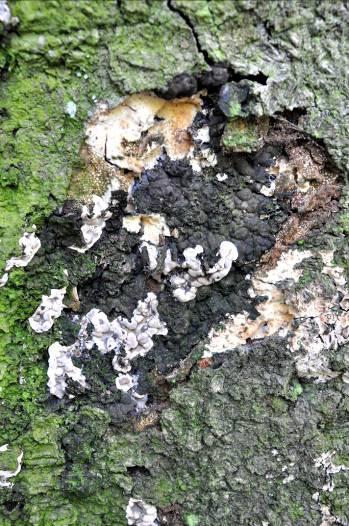 onderste deel van de stam Op diverse loofbomen, vaak als saprofiet op