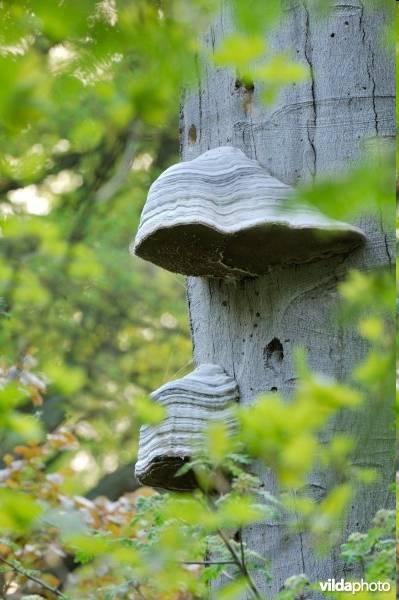 Echte tonderzwam (p 257) Fomes fomentarius hoefvormige, meerjarige zwam, bovenzijde sterk gewelfd en grijs, onderzijde vlak en wit Zwakteparasiet op stam en takken van oude beuken (andere boomsoorten