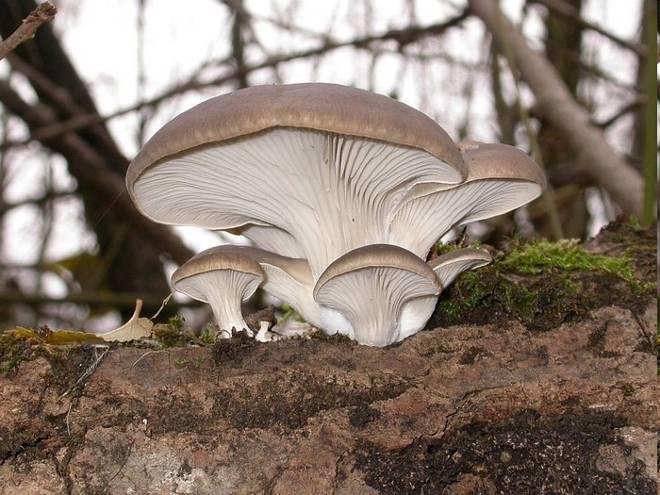 Oesterzwam (p 299) Pleurotus ostreatus Schelpvormige