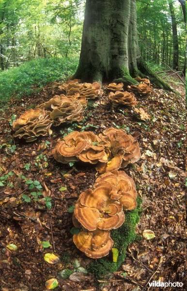 Reuzenzwam (p 285) Meripilus giganteus Grote, elkaar