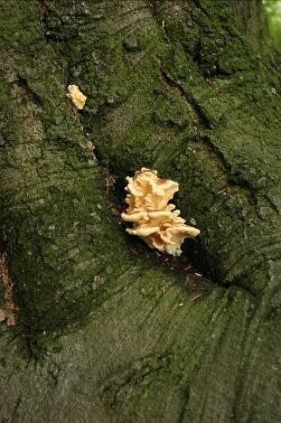 rond de boom Verse vruchtlichamen van late zomer tot