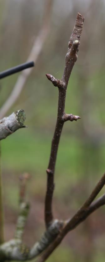 Terugkijkende zien we vooral het verschil in de dikte van de eenjarige scheutjes die terug geknipt zijn.